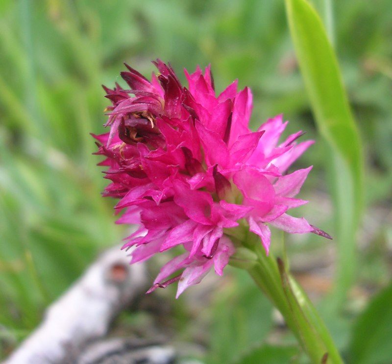 D. maculata,T. globosa, G. conopsea, N. rubra